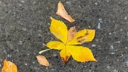 Синоптики предупредили белгородцев о дождях в области