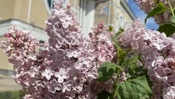 Белгородские синоптики прогнозируют облачную с прояснениями погоду в регионе 13 мая  