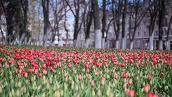 Тёплая погода ожидается в Белгородской области 16 апреля