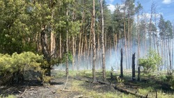 Белгородские огнеборцы ликвидировали ландшафтный пожар на площади более 700 кв. м