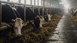 Прокуратура Белгородского района провела проверку соблюдения ветеринарного законодательства 