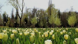 Мэр Белгорода рассказал о подготовке к предстоящему фестивалю тюльпанов «Река в цвету»