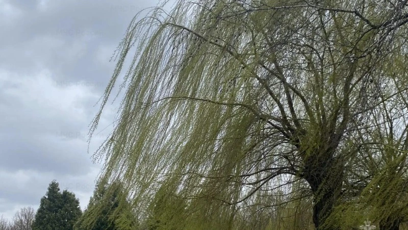 Белгородцев предупредили о сильном ветре в четверг