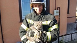 Белгородские спасатели пришли на помощь попавшему в беду коту в Валуйках