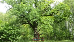 Белгородцы смогут принять участие во Всероссийском фотоконкурсе «Деревья – памятники живой природы»