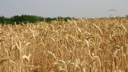 Уборочная кампания зерновых и зернобобовых культур продолжилась на полях Белгородского района