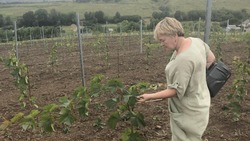 Глава КФХ Надежда Ушакова из Белгородского района высадила 1 га виноградника