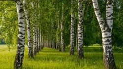 Облачная с прояснениями погода ожидается в Белгородской области 27 июня