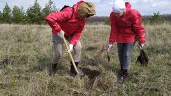 Белгородцы высадили 56 га лесных насаждений в рамках акции «Сад памяти»