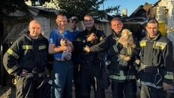 Белгородские пожарные спасли двух котов и собаку из огня