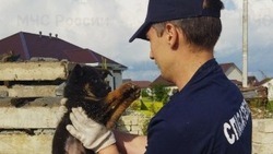 Сотрудники поисково-спасательной службы пришли на помощь попавшему в беду щенку в Стрелецком