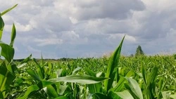 Аграрии Белгородского района продолжают уборку урожая
