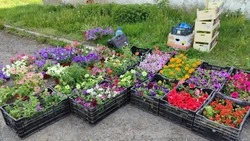 Традиционные ярмарки продолжились в Белгородском районе