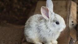 Сотрудники Россельхознадзора задержали 6 живых кроликов на белгородской границе