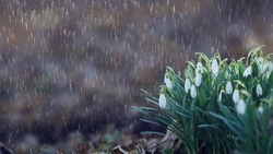 Небольшие дожди пройдут на территории Белгородской области 25 марта