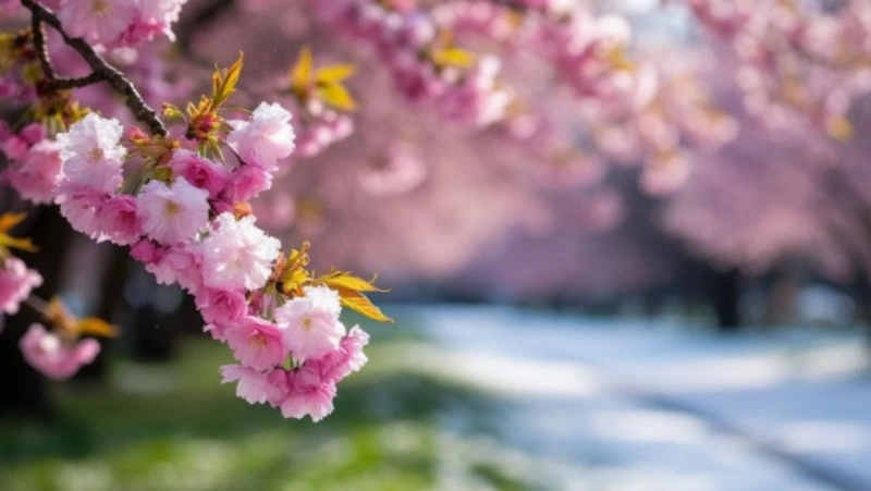 До 16 градусов тепла ожидается в Белгородской области 13 марта