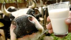 Бессоновские животноводы надоили за год 23 тысячи тонн молока