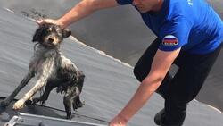 Пожарные вызволили собаку из ямы для сточных вод в Прохоровском районе