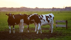 Молочно-товарная ферма и цех по производству сыров появятся на территории Белгородского района