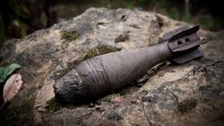 Белгородцы обнаружили боеприпасы в тавровском лесу