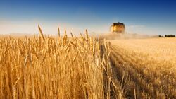 Белгородский район побил рекорд по урожайности пшеницы