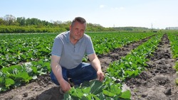Овощевод из Белгородского района Михаил Николенко: «Овощи – самые полезные продукты»