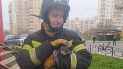 Сотрудник МЧС по Белгородской области спас кота в Строителе