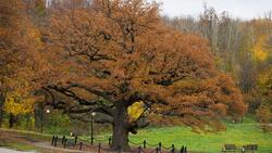 Ивнянский дуб попал в национальный реестр старовозрастных российских деревьев