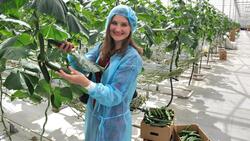 Белгородцы заняли третье место в ЦФО по производству овощей защищённого грунта в 2017 году