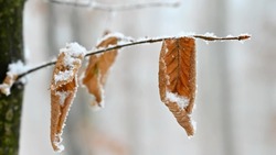 Белгородские синоптики прогнозируют снежную пятницу в регионе