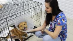 150 собак поселились в приюте «Добрый дом» в Новой Нелидовке Белгородского района