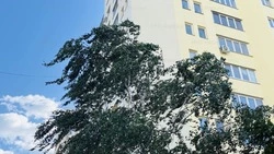 Порывы ветра до 18 м/с ожидаются в Белгородской области 28 мая