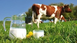 Молочное животноводство – одна из значимых сфер сельского хозяйства Белгородского района