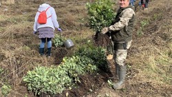 80 добровольцев заложили дубраву в Ближней Игуменке Белгородского района