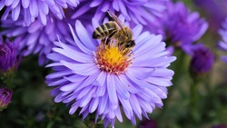 Специалисты управления Россельхознадзора назвали пестициды причиной массовой гибели пчёл