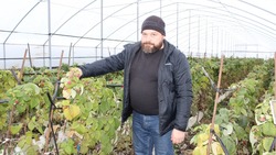 Александр Соколик: «Ягодный сезон завершили»