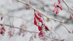 Температура воздуха опустится до 11 градусов мороза на территории Белгородской области 12 марта