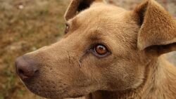 Живодёры поставили капканы на собак в Белгороде и районе