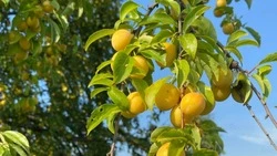 Солнечная погода возвращается в Белгородскую область