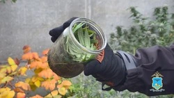 Стражи порядка изъяли у белгородца 15 кустов конопли