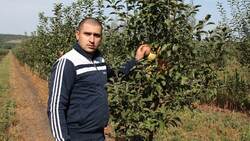 Белгородский предприниматель запланировал вырастить 200 тонн яблок