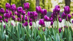 Тюльпаны порадуют жителей и гостей Белгорода в следующем году 