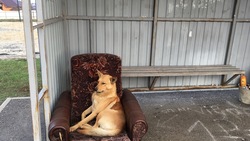 Пёс поселился в кресле на остановке в Таврово