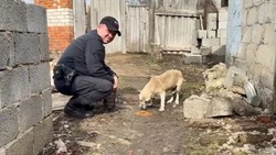 Белгородские полицейские навестили четвероногого подопечного в рамках акции «День добрых дел»