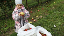 Сбор яблок в Белгородском районе
