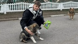 Акция «Подари тепло четвероногому другу» проходит в Белгородском округе