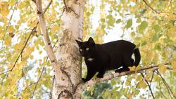 Спасатели помогли спуститься коту с высокого дерева в Алексеевке