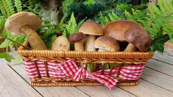 Роспотребнадзор призвал белгородцев к осторожности при выборе грибов