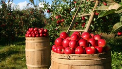 «Агро-Белогорье» расширит площадь яблоневых садов в регионе до 167 га