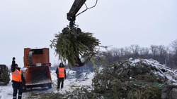 Утилизация новогодних ёлок началась в Белгородской области